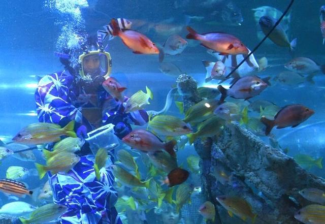 日本女子穿和服潛水喂魚 展現(xiàn)別樣風(fēng)情(組圖)