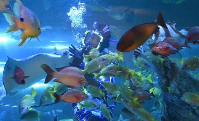 日本女子穿和服潛水喂魚 展現(xiàn)別樣風(fēng)情(組圖)