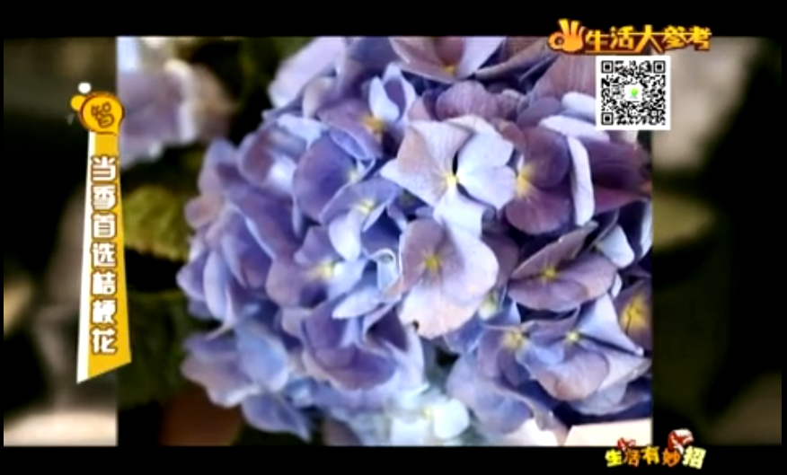 當(dāng)季首選桔?；▇