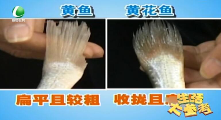 你真的會買黃花魚嗎？