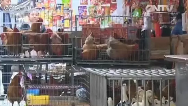 H7N9又來了，5分鐘教你如何對抗禽流感！