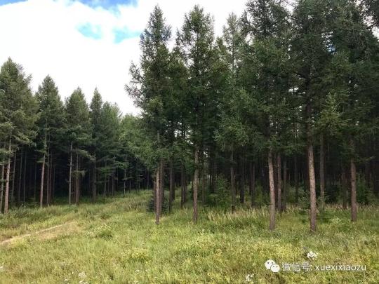 習總牽掛的塞罕壩，你去過嗎？小組剛?cè)ミ^！