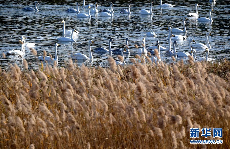 (圖文互動)(2)野生動物用“腳”為河南生態(tài)治理點贊