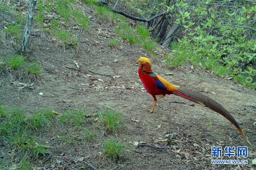 (圖文互動)(6)野生動物用“腳”為河南生態(tài)治理點贊