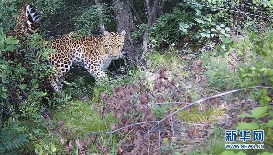 (圖文互動)(7)野生動物用“腳”為河南生態(tài)治理點贊
