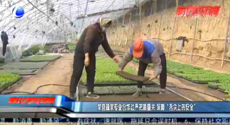 菜營蔬菜專業(yè)合作社嚴把質量關 保障“舌尖上的安全”