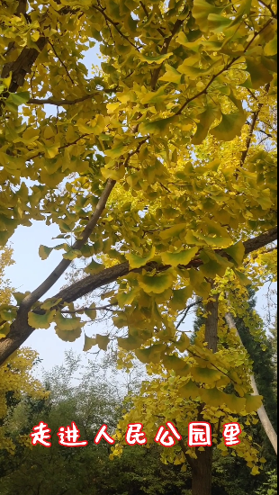 又是銀杏葉黃時