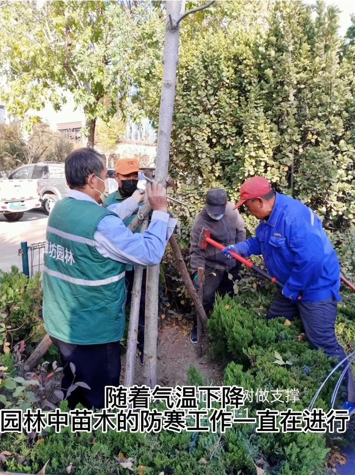 園林部門積極做好冬季綠化養(yǎng)護工作