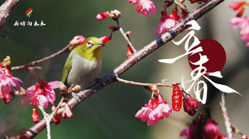 【時光映畫·二十四節(jié)氣】立春