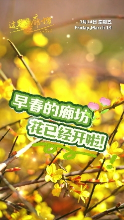 【這里是廊坊】早春的廊坊，花已經(jīng)開啦！