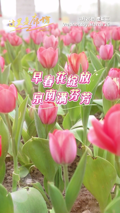 【這里是廊坊】早春花綻放 京南滿芬芳