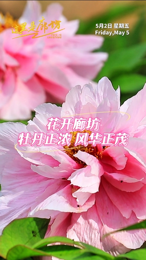 【這里是廊坊】花開廊坊 牡丹正濃 風(fēng)華正茂