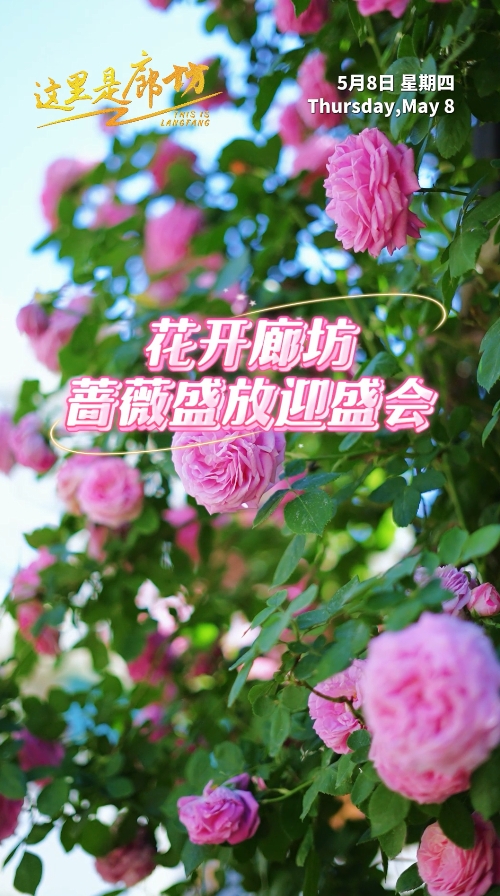 【這里是廊坊】花開廊坊 薔薇盛放迎盛會(huì)