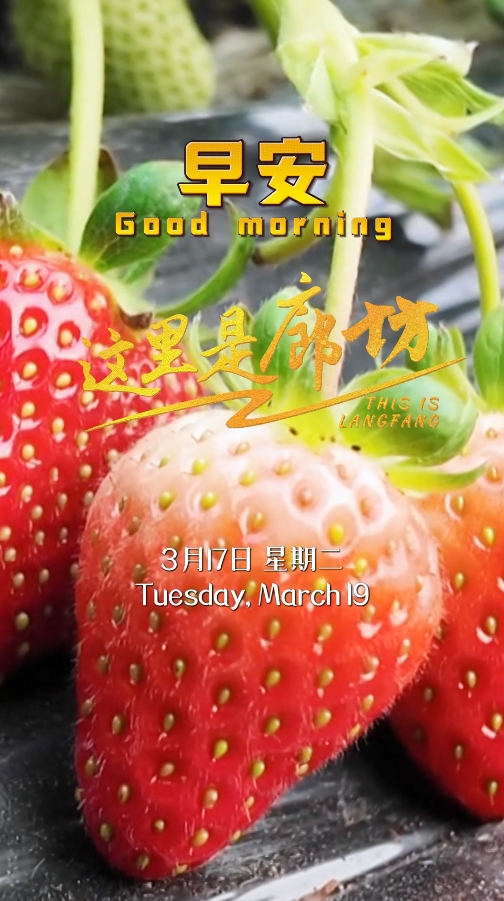 【這里是廊坊】“莓”好時(shí)光 正在派送
