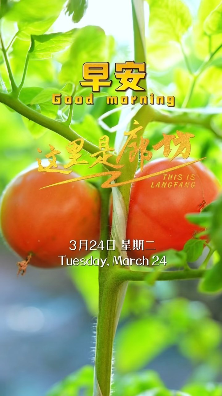 【這里是廊坊】一株株新綠，承載著豐收的希望。當(dāng)枝頭悄然掛上第一抹紅，那是生命對(duì)汗水的回應(yīng)。